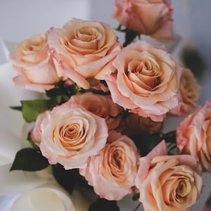 Shimmer Florist Rose Plant 1 Gallon Own Root Disease Resistant Prolific Large Bloom