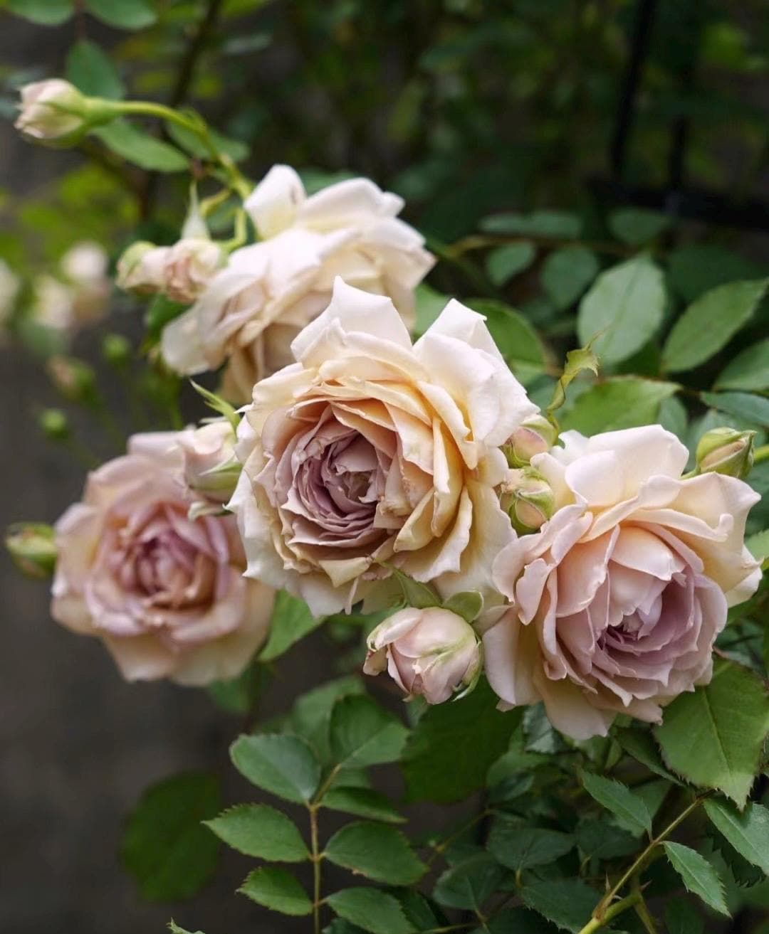 Robe Doll Japanese Rose Plant 1+ Gallon Own Root Prolific Fragrant ...