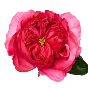 May include: A close-up of a fully bloomed rose with layers of deep red petals, transitioning to a lighter pink at the edges. A small green leaf is visible on the right side, set against a clean white background. The flower's center has a yellow-green hue.