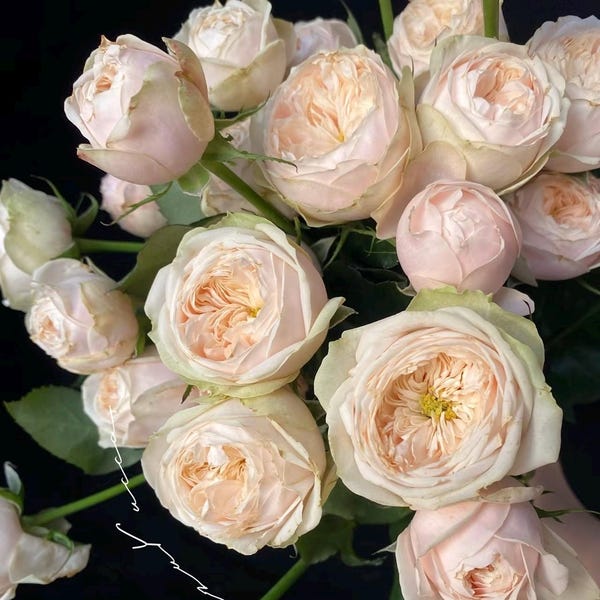 Planta de rosal de floristería Darlington, 1/2 galón o más, de raíz propia, resistente a enfermedades, flores grandes, de larga duración y abundante.