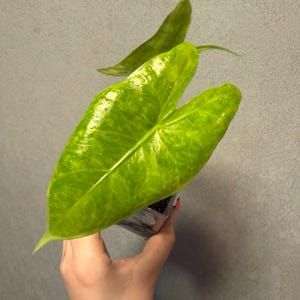 Alocasia Longiloba Lemon Lime