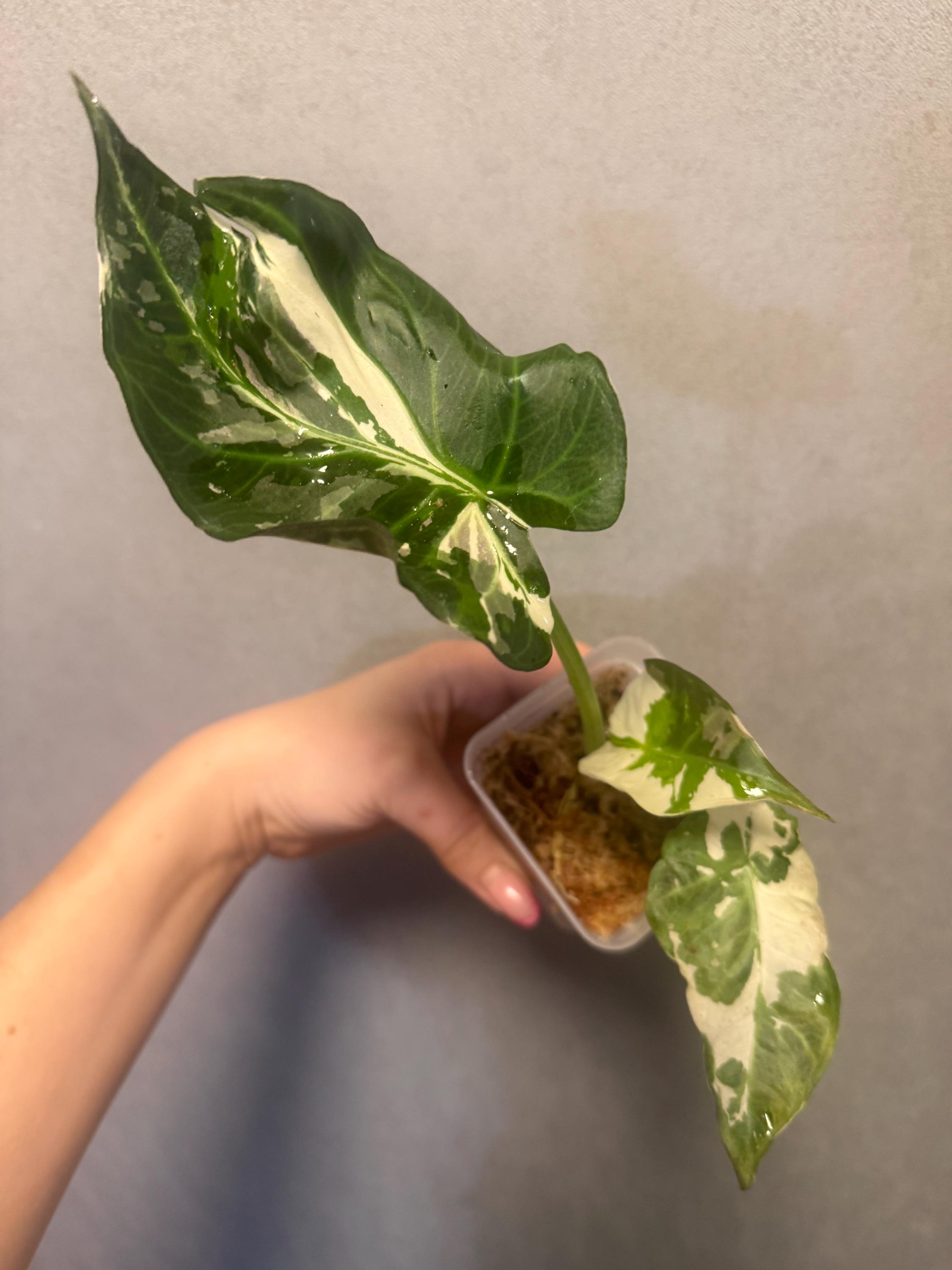 Alocasia Regal Shield Variegated - Etsy