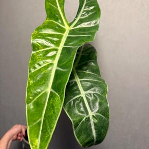 Alocasia Longiloba Green on Green *CORM ONLY*