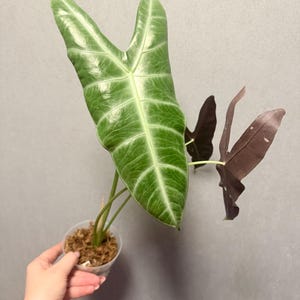 Alocasia Longiloba Silver Purple Back