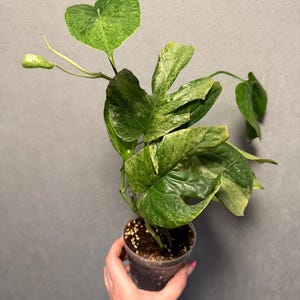 Amydrium Medium Mint ‘Spiderman Monstera’