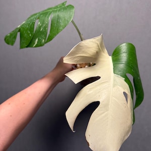 Monstera Albo