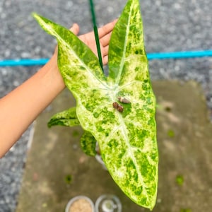 May include: A variegated arrowhead plant leaf with a prominent sagittate shape, featuring a mottled pattern of bright lime green and creamy yellow hues. Two small brown snail shells are resting on the surface of the large, pointed leaf.
