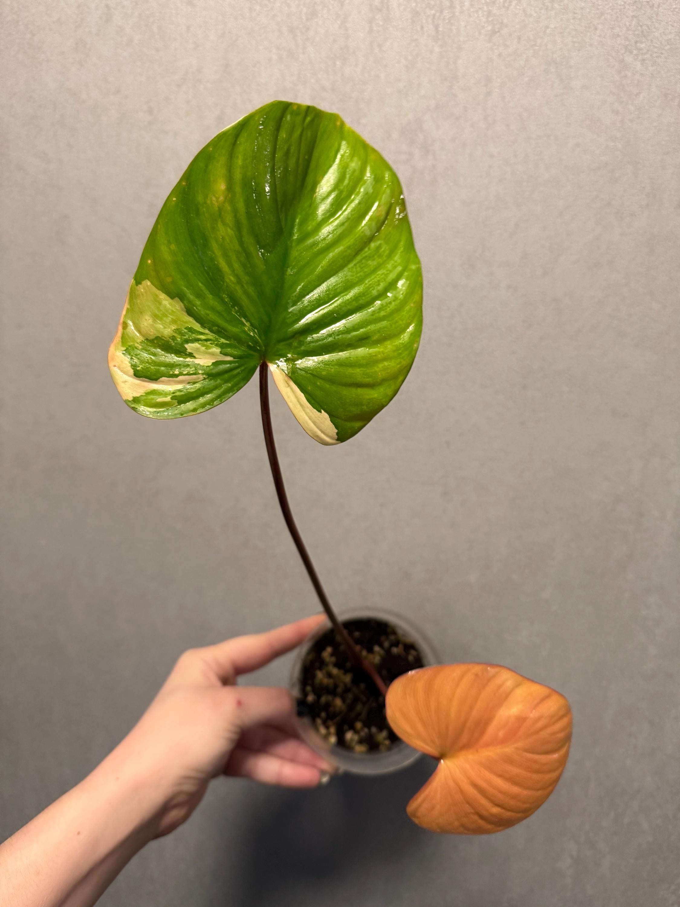 Homalomena Rubescens - Etsy