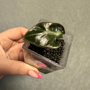 Alocasia Heart Balloon (not variegated)