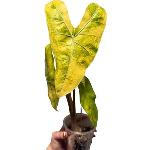 Longiloba Aurea - Etsy