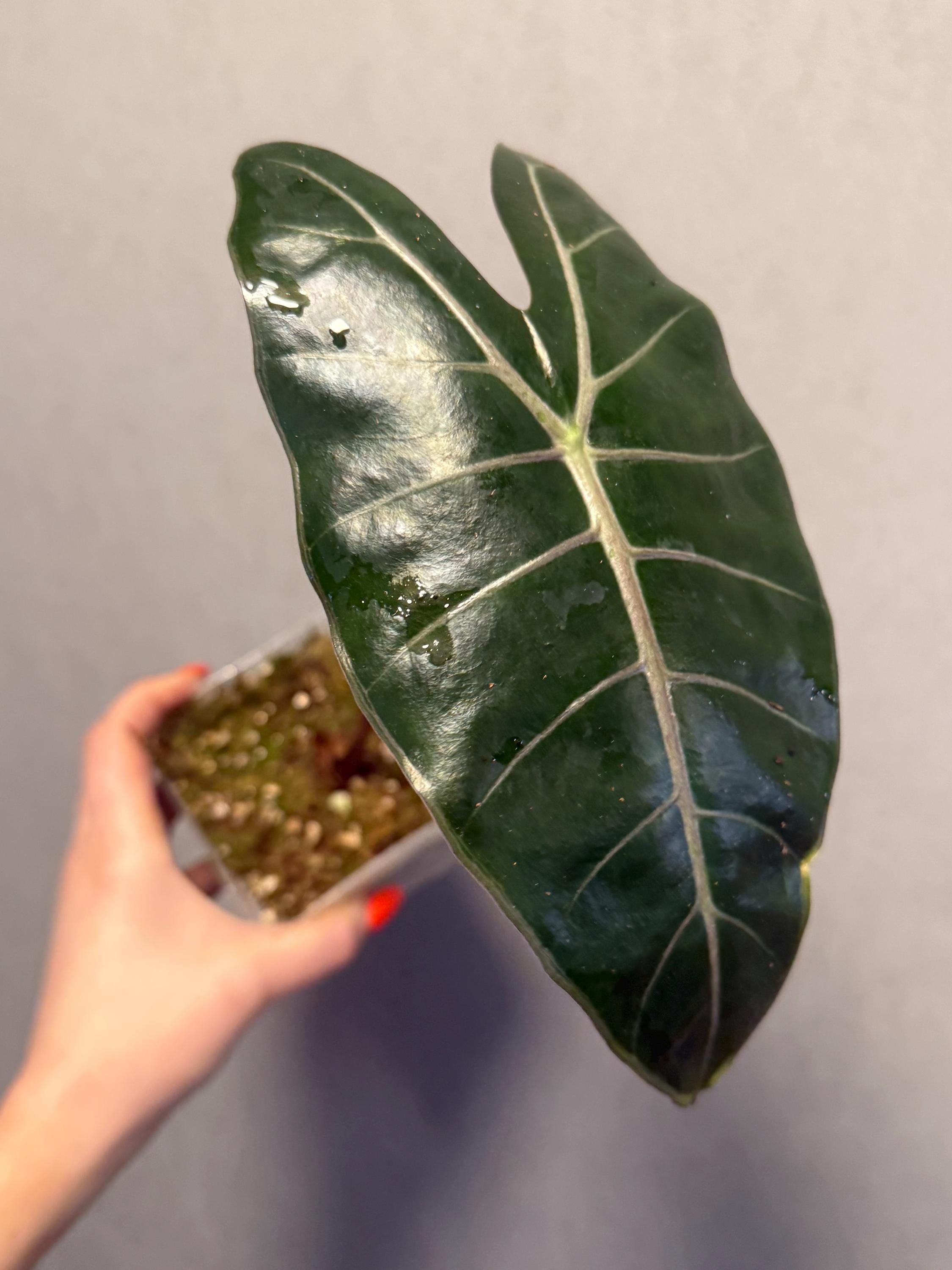 Alocasia Black Satun Pink Bone - Etsy