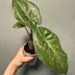 Alocasia Wentii Pink Splash