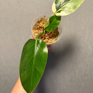 Philodendron Green Congo Original