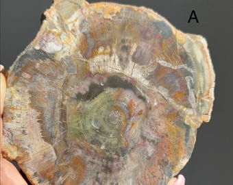 Petrified Wood Slices