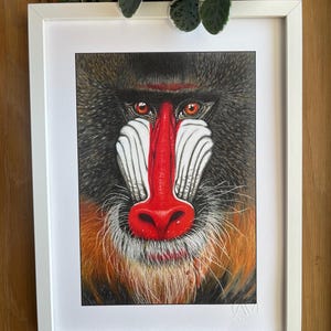 Stampa Artistica-Mandrillo-ritratto di scimmia selvatica-creazione a mano-illustrazione su carta-amante natura- arredamento-idea regalo-arte