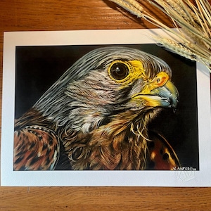 Stampa  d’arte-gheppio-disegno realizzato a mano-Adatto per chi ama arte,natura e uccelli. Idea per un regalo unico-originale-colori vivaci
