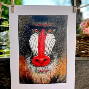Stampa Artistica-Mandrillo-ritratto di scimmia selvatica-creazione a mano-illustrazione su carta-amante natura- arredamento-idea regalo-arte