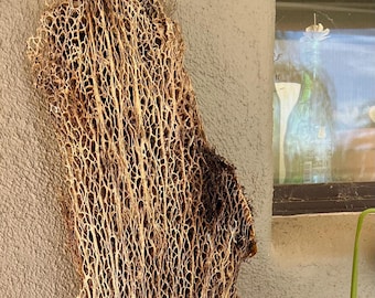 Cactus Lace Fiber Pieces, by the Ounce, Natural Dried Botanical for  Collage, Sculpture...anything You Can Imagine... - Etsy