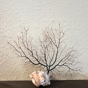 May include: A dark brown, branching sea fan coral specimen anchored into a textured, light-colored seashell base. The coral features a delicate, intricate network of thin, twig-like structures that spread outward in a fan-shaped formation.