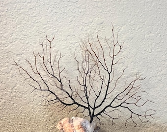 Gorgonian Sea Fan on Sea Worm Snail Shell, Ocean Sculpture, Coastal Home Decor,  Natural Marine Specimen, One of a Kind Sea Tree
