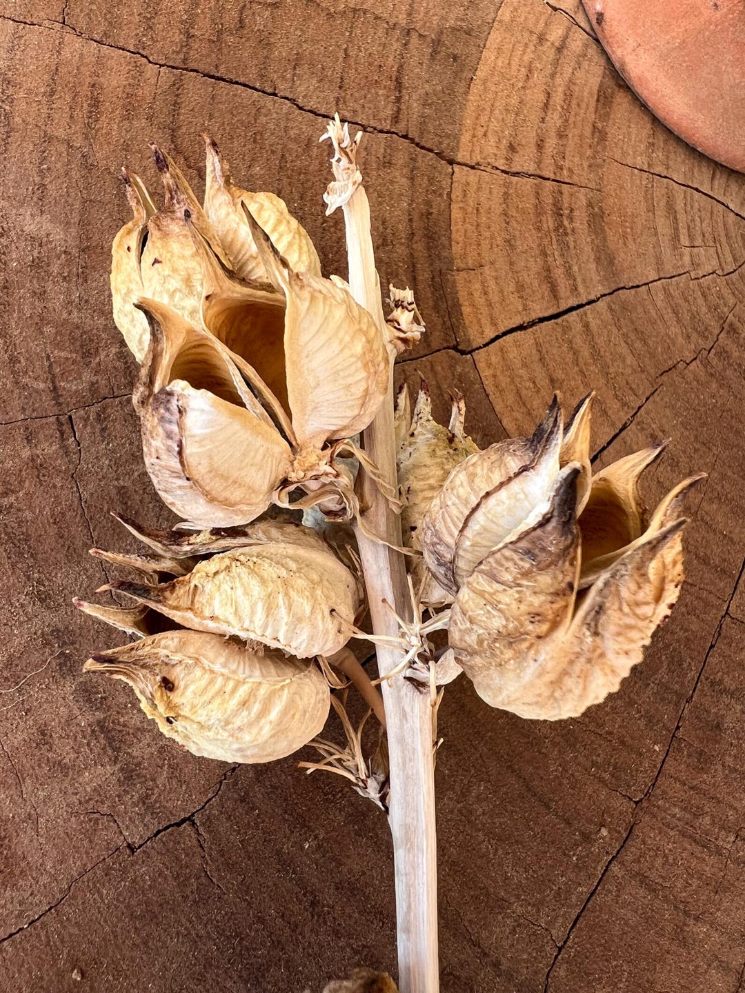 Red Yucca Seed Pods Dried Desert Botanicals for Floral Arrangements, Boho Wedding Decor - Etsy Red Yucca Seed Pods Dried Desert Botanicals for Floral Arrangements, Boho Wedding Decor - Etsy
