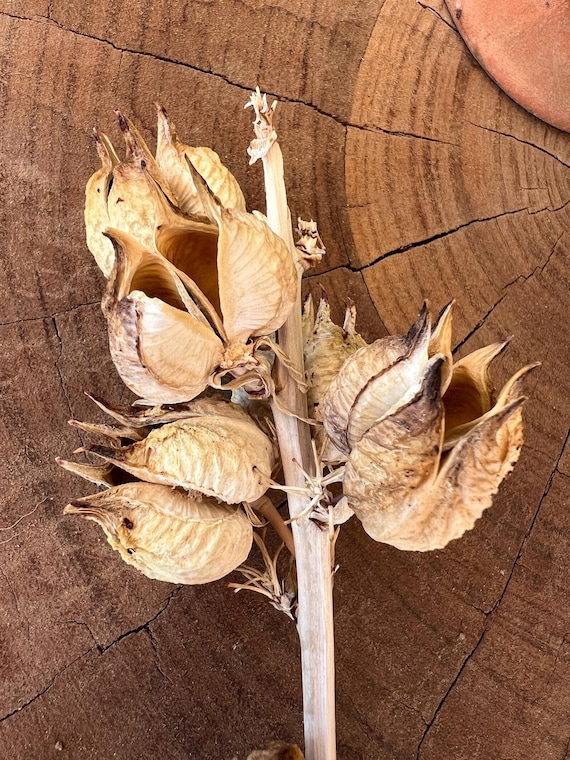 Red Yucca Seed Pods  Dried Desert Botanicals for Floral Arrangements, Boho  Wedding Decor - Etsy
