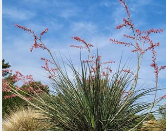 perennial wildflower seed mix Bulk Partial Shade Wildflower Seed Mix