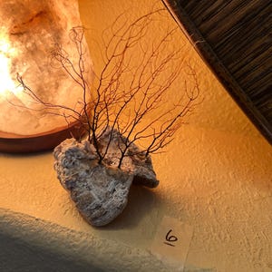 May include: A natural white coral base with thin, dark brown, branching sea fan structures extending upward. The coral has a rough, porous texture and is positioned near a small piece of paper with the handwritten number 6 clearly visible on it.