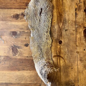 May include: A dried, light tan cholla cactus skeleton featuring a complex, hollow, and porous lattice structure. The organic piece has an elongated, irregular shape with frayed edges and a visible, intricate web-like pattern throughout its surface.
