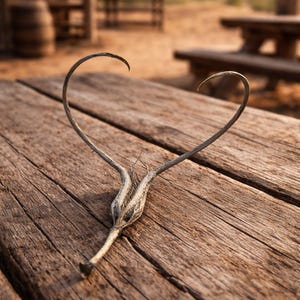 Devil's Claw Pods - Desert Decor, Ritual Craft - Set of 5