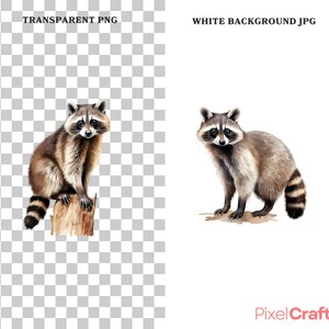 Puede incluir: Una ilustraci&oacute;n de acuarela de un mapache sentado en un toc&oacute;n de &aacute;rbol. El mapache tiene ojos negros, una nariz negra y una cola rayada de negro y blanco. El mapache est&aacute; mirando directamente al espectador.