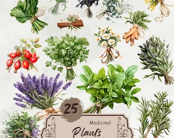 Clipart z ziołami leczniczymi w akwareli, Clipart z roślinami, Bukiet ziół w formacie PNG, Pakiet ziół leczniczych, Clipart botaniczny, Naklejki cyfrowe z roślinami