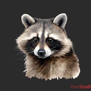 Puede incluir: Un retrato de cerca de un mapache con pelaje negro y gris, una nariz negra y ojos oscuros. El mapache est&aacute; mirando directamente al espectador.