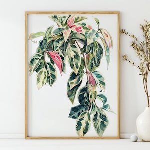 Dreifarbige Hoya-Pflanze, Aquarellkunst, Wandkunst, Pflanzendruck, Posterdruck, digital bedruckbar, Geschenk für alle, Blumenkunstwerk, Zimmerpflanze