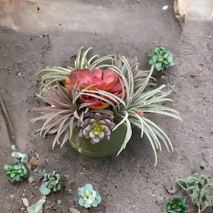 May include: A green pot with a variety of succulents, including a pink and red succulent, a green succulent with a yellow center, and a green succulent with a white center.