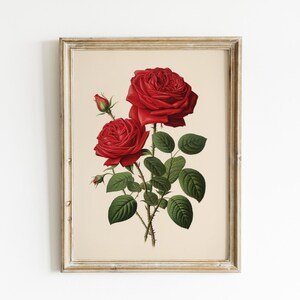 Roses