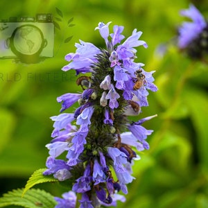 Nature, Flower, Floral, Bee, World Filtered, Digital Print