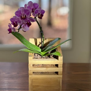 Puede incluir: Una planta de orquídea morada en una maceta de bambú natural de tres niveles. La planta está enfocada y el fondo está desenfocado.