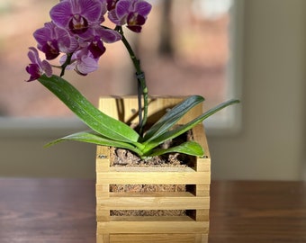 Könnte beinhalten: Eine violette Orchideenpflanze in einem natürlichen Bambus-Pflanztopf mit drei Ebenen. Die Pflanze ist scharf gestellt und der Hintergrund ist verschwommen.