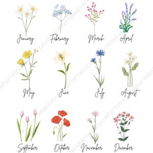 Coloured BirthMonth Flower SVG, PNG, JPG  | Birth Month Flower Digital Download | With&Without Background | Printable Art | Cricut