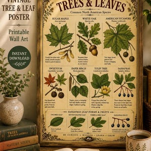 May include: A rectangular poster titled TREES & LEAVES Common North American Species, featuring botanical illustrations of Sugar Maple, White Oak, American Sycamore, Sweetgum, Paper Birch, Tulip Tree, and Sassafras with descriptive text for each.