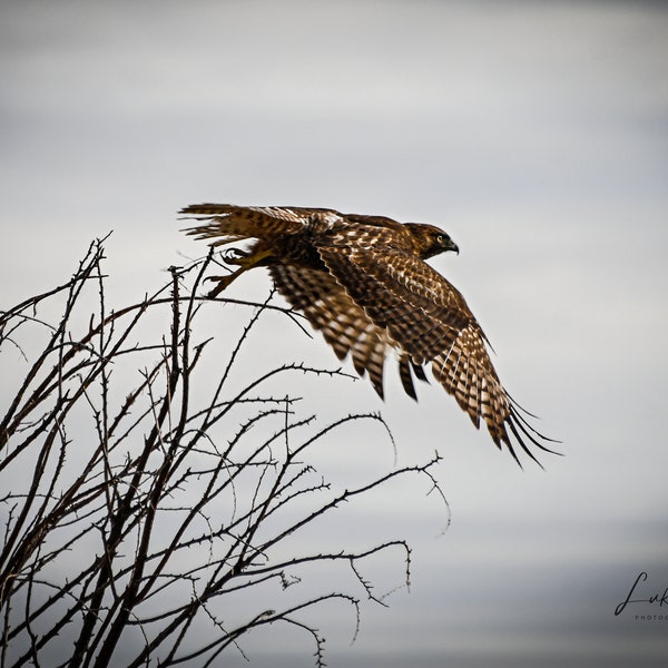 Western Red-tail Hawk photo