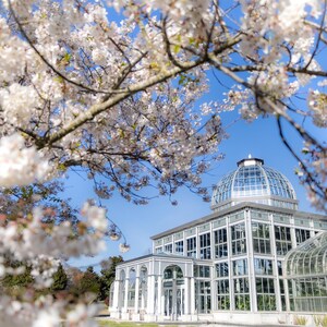 Kirschblüten bei Louis Ginter Botanical Gardens