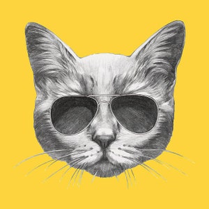 Gato genial