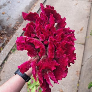 Celosia Seeds (AKA &quot;Cockscomb&quot;)