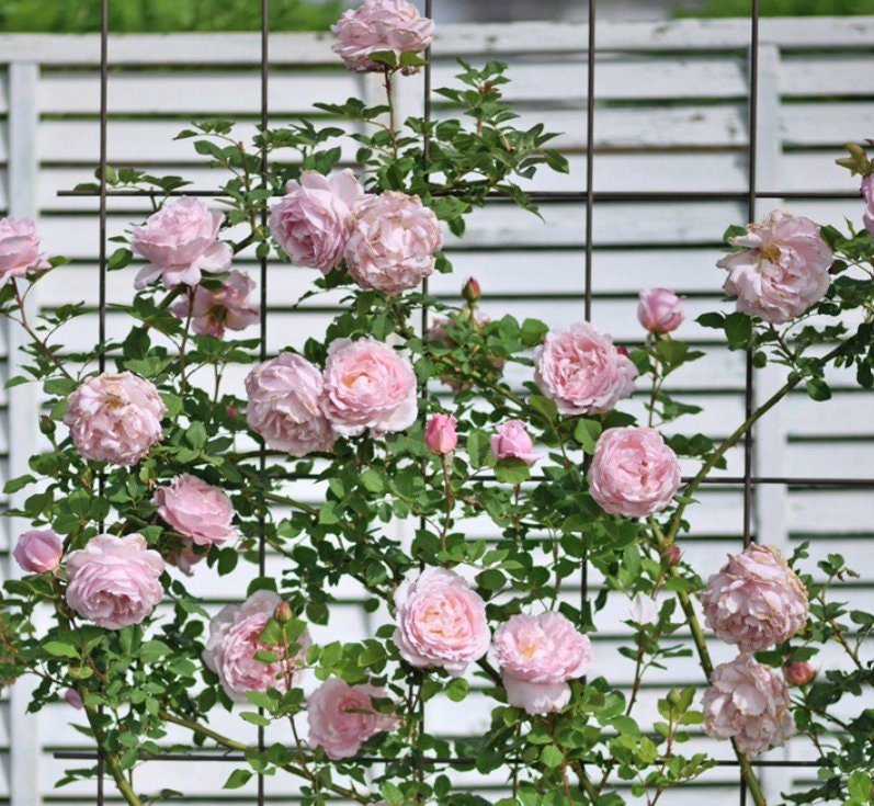 Sophie Rochas 索菲罗莎 Own Root French Ruffle Rose Live Plant in 1 Qt Pot ...