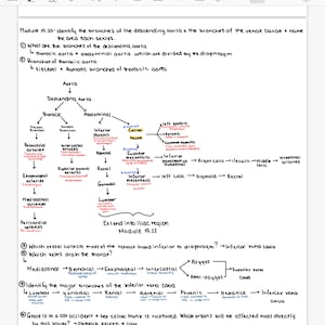 Puede incluir: Un diagrama de la aorta descendente y sus ramas, incluyendo el tronco celíaco, la arteria mesentérica superior y la arteria mesentérica inferior. El diagrama también muestra las ramas de la vena cava inferior, incluyendo las venas lumbares, las venas renales y las venas hepáticas. El texto de la imagen dice: "Módulo 19.20 - Identificar las ramas de la aorta descendente y las ramas de las venas cavas + nombrar el área que cada una sirve. ¿Cuáles son las ramas de la aorta descendente? 4 aorta torácica + aorta abdominal que están divididas por el diafragma. Ramas de la aorta torácica. 4 ramas viscerales y somáticas de la aorta torácica. Extenderse a la región ilíaca. Módulo 19.22. ¿Qué vaso recoge la mayor parte de la sangre venosa inferior al diafragma? Vena cava inferior. ¿Qué venas drenan el tórax? Mediastinal - Bronquial - Esofágico - Intercostal - Azygos - Hemiazygos - Vena cava superior. Identificar las ramas principales de la vena cava inferior. Lumbar - Gonadal - Renal - Adrenal - Frénico - Hepático - Vena cava inferior. Grace está en un accidente automovilístico + su tronco celíaco está roto. ¿Qué órganos se verán más directamente afectados por esta lesión? - estómago, bazo, + hígado."