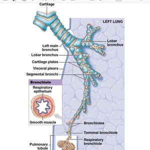 Respiratory system