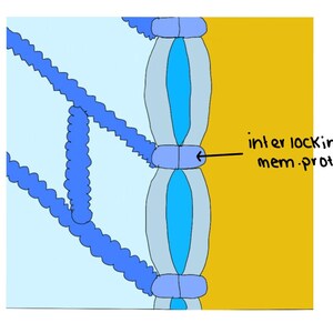 May include: A diagram showing two cell membranes with inter-locking membrane proteins. The membranes are light blue and the proteins are dark blue.