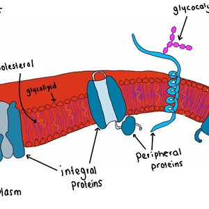 Op de afbeelding: Diagram van een celmembraan met de fosfolipide dubbellaag, integrale eiwitten, perifere eiwitten, cholesterol, glycolipide en glycocalyx.